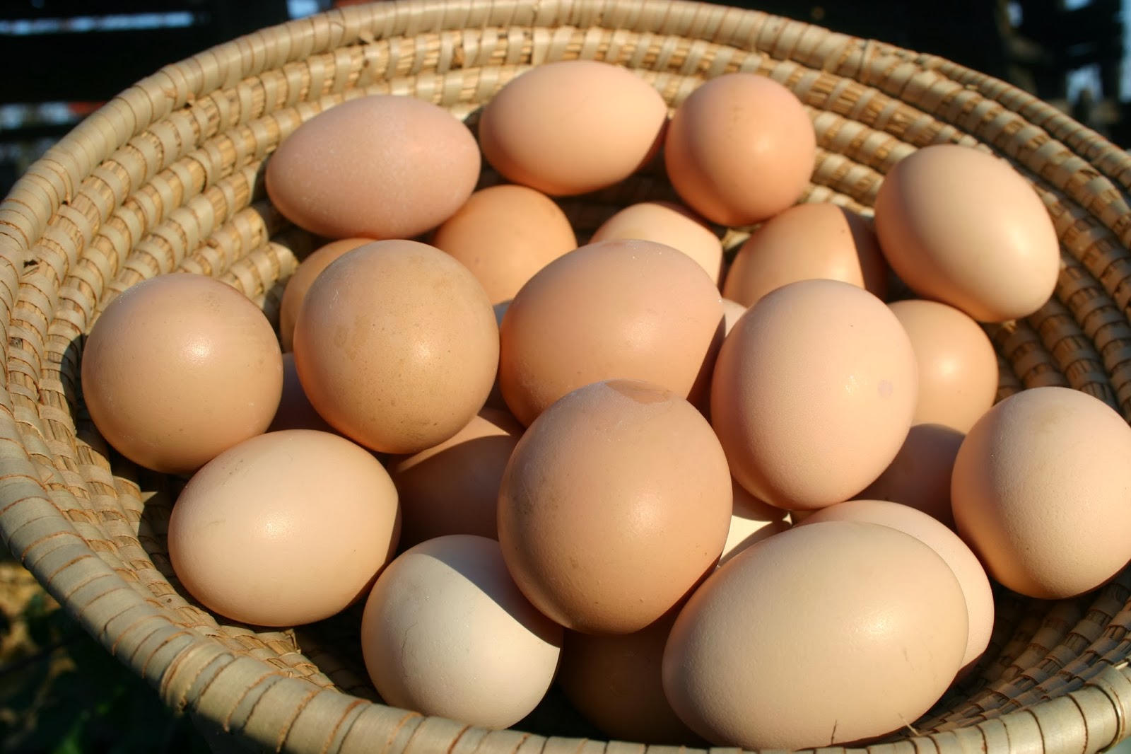 Килокалории куриного яйца. Яйцо куриное. Домашние куриные яйца. Яйцо домашнее куриное. Яйцо (пищевой продукт).